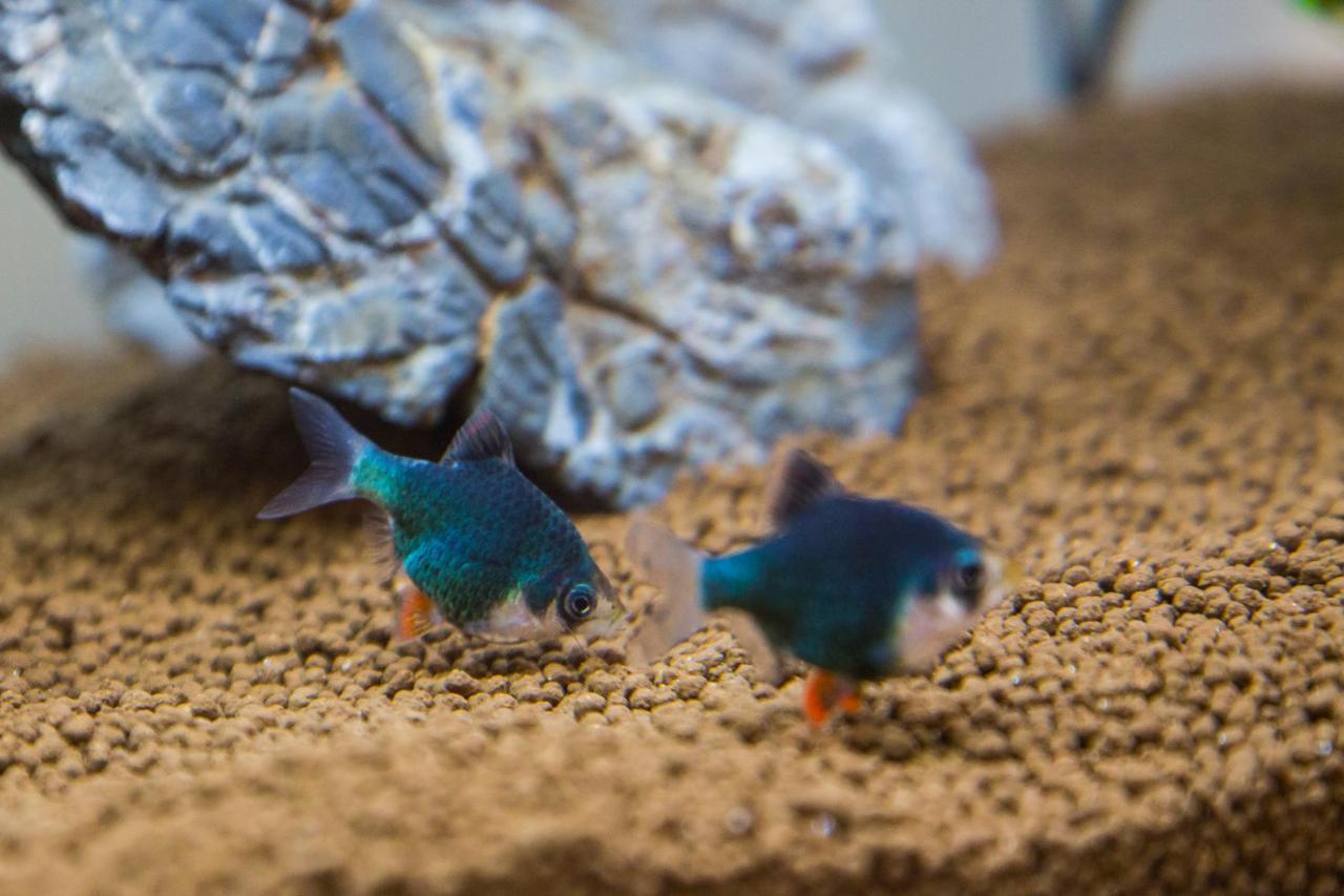 B&B Aquarium Сан Бенедето дел Тронто Екстериор снимка